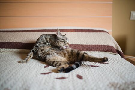 Cat licking himself on a bed at homeの写真素材