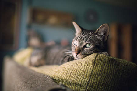 Tabby cat on the top of a couch at homeの写真素材