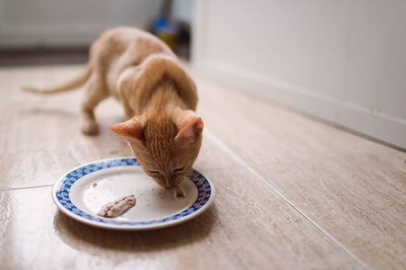 Orange kitten eating fish in a dishの写真素材
