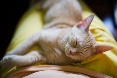 Little kitten sleeping on the lap of a personの写真素材