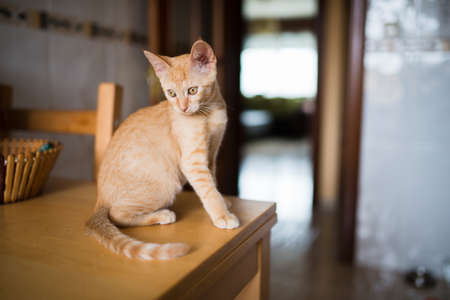 Orange tabby kitten on the table of the kitchen at home