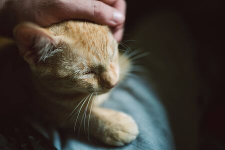 Human hand caressing a kitten at home