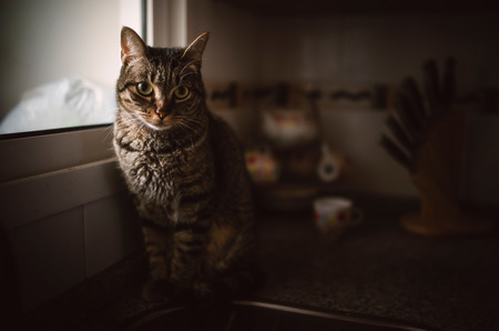 Tabby cat sitting close to the window of the kitchen at home.の写真素材