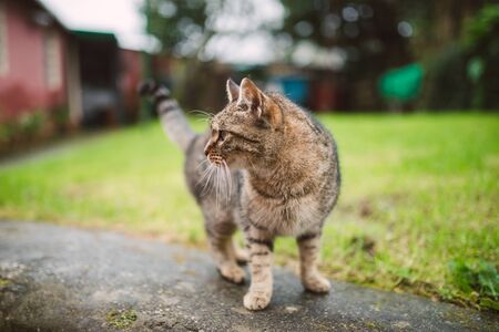 Tabby cat outdoors in a rainy day