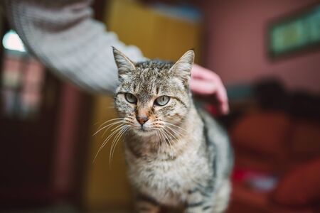 Cat being scratched by a human hand
