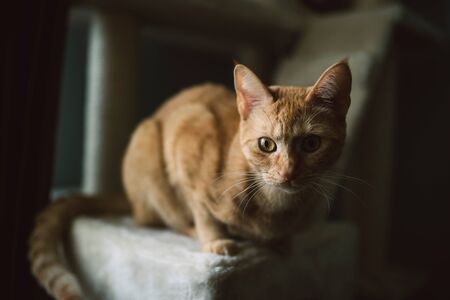 Ginger cat portrait detail at home