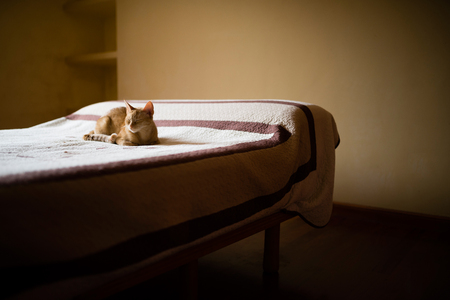 Ginger cat resting on a bed in an empty bedroom, Spain.の写真素材