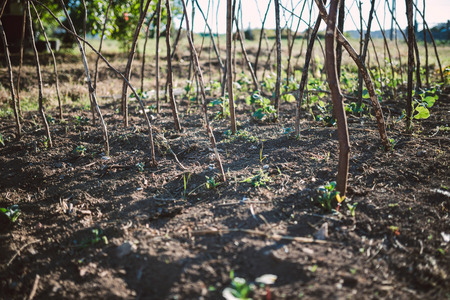 Detail of plants and land in a farmlandの写真素材