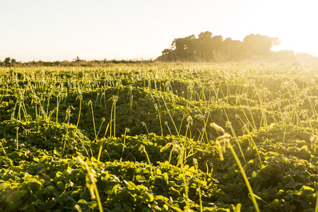 Dusk in the field of cloversの写真素材