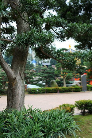 Conifer tree in a park in Chinaの写真素材
