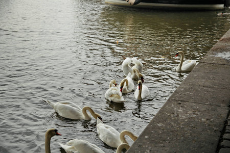 Prague  River Vltava  White swans on the waterfrontの写真素材