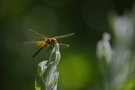 Brown dragonfly on a flower