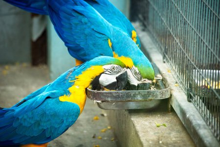 Big blue parrots in the zoo in Shanghaiの写真素材