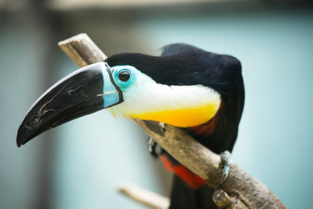 Black toucan with a big beak on a branch at the zoo of Shanghai
