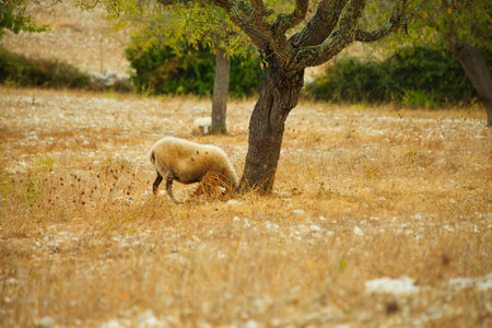 Sheep grazing in a field under a treeの写真素材