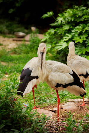 Herons at the zoo