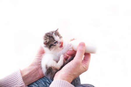 Girl with kitten little cat breastfeeding drinking milk from a feeding bottle newborn. Animal lover, vet and cat adoption concept.の写真素材