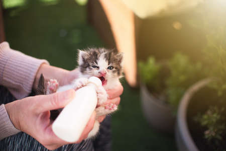 Girl with kitten little cat breastfeeding drinking milk from a feeding bottle newborn. Animal lover, vet and cat adoption concept.の写真素材