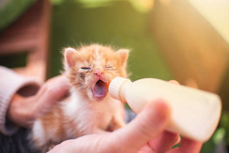 Girl with kitten little cat breastfeeding drinking milk from a feeding bottle newborn. Animal lover, vet and cat adoption concept.の写真素材