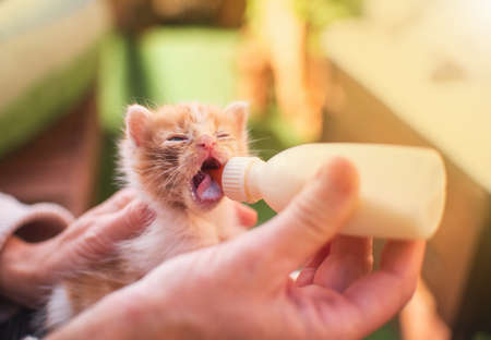 Girl with kitten little cat breastfeeding drinking milk from a feeding bottle newborn. Animal lover, vet and cat adoption concept.の写真素材