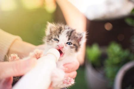 Girl with kitten little cat breastfeeding drinking milk from a feeding bottle newborn. Animal lover, vet and cat adoption concept.の写真素材