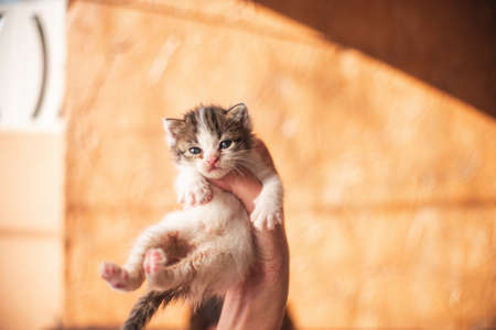 Little baby cat kitten playing in the garden outdoors. Pet, animal lover, cat adoption and veterinaryの写真素材