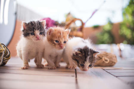 Little baby cat kitten playing in the garden outdoors. Pet, animal lover, cat adoption and veterinaryの写真素材