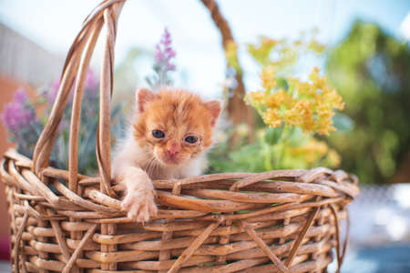 Little baby cat kitten playing in the garden outdoors. Pet, animal lover, cat adoption and veterinaryの写真素材