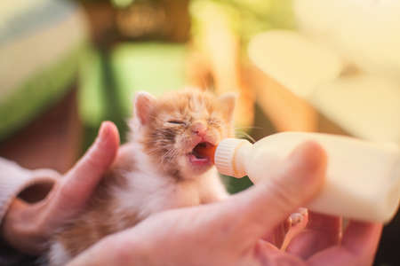 Girl with kitten little cat breastfeeding drinking milk from a feeding bottle newborn. Animal lover, vet and cat adoption concept.の写真素材