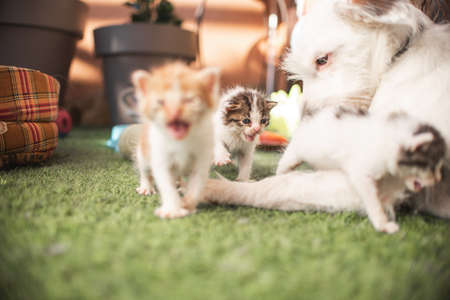 Little baby cat kitten playing in the garden outdoors. Pet, animal lover, cat adoption and veterinaryの写真素材