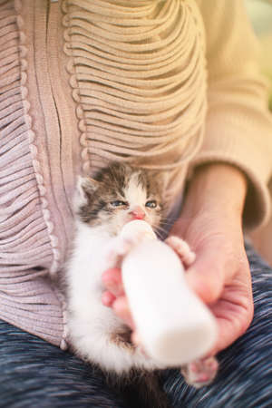 Girl with kitten little cat breastfeeding drinking milk from a feeding bottle newborn. Animal lover,...