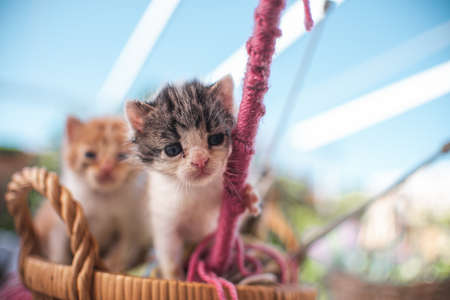 Little baby cat kitten playing in the garden outdoors. Pet, animal lover, cat adoption and veterinaryの写真素材