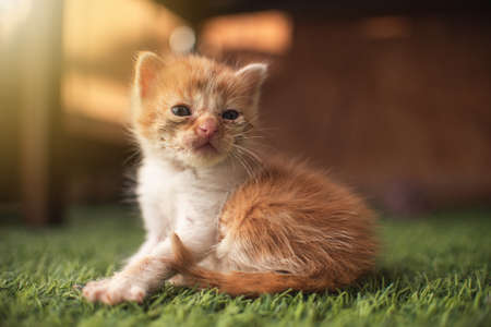 Little baby cat kitten playing in the garden outdoors. Pet, animal lover, cat adoption and veterinaryの写真素材