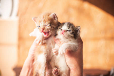 Little baby cat kitten playing in the garden outdoors. Pet, animal lover, cat adoption and veterinaryの写真素材