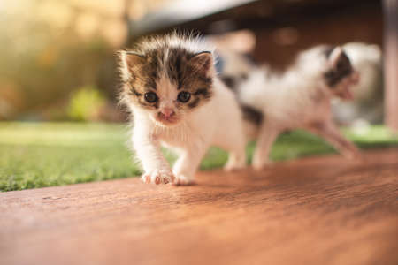 Little baby cat kitten playing in the garden outdoors. Pet, animal lover, cat adoption and veterinaryの写真素材
