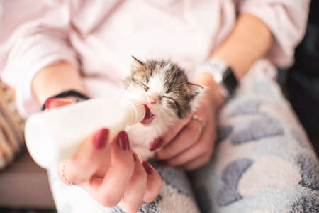 Girl with kitten little cat breastfeeding drinking milk from a feeding bottle newborn. Animal lover, vet and cat adoption concept.の写真素材