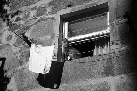 cat in windowの写真素材