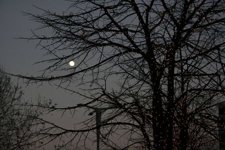 trees and moonの写真素材
