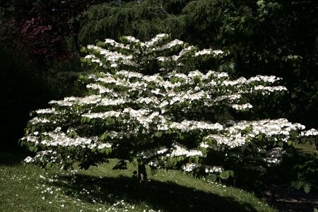 white treeの写真素材