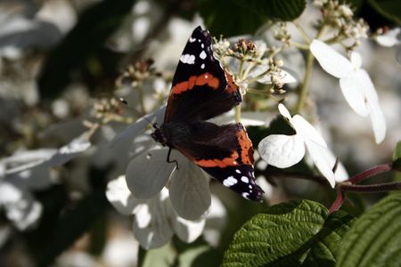 butterflyの写真素材