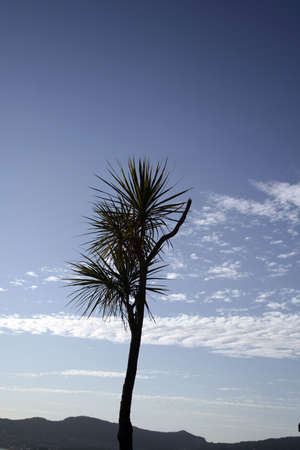 sky and treeの写真素材
