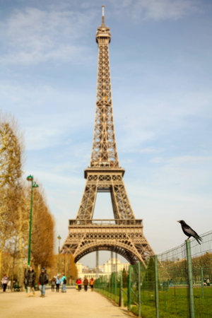A crow in Parisの写真素材
