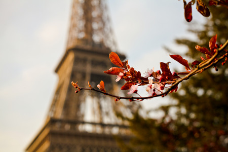 the tower Eiffelの写真素材
