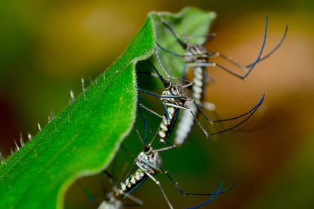 common house mosquitosの写真素材