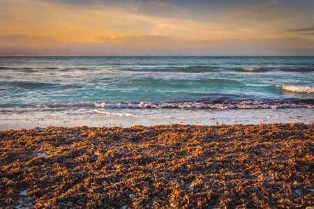 Dead sea plants from the sea on the beach of Varadero, Cubaの写真素材