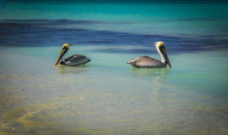 Two pelicans facing opposite directions in the sea water, Varadero, Cubaの写真素材