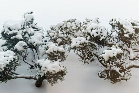 Plants covered in snow after a snowy day の写真素材