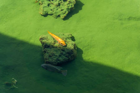 Fish on a rock covered in algae in a pond