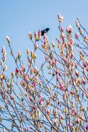 Bird on top of a magnolia tree