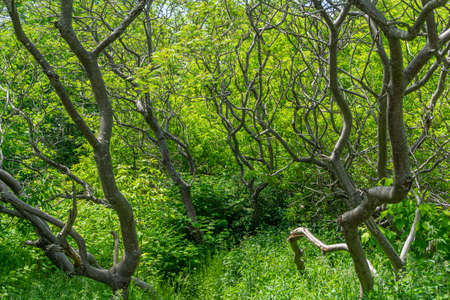 Dense forest trees forming a graphical patternの写真素材